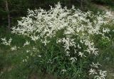 Aconogonon alpinum