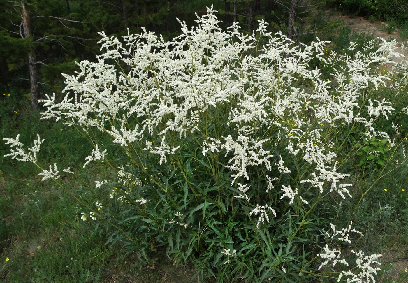 Image of Aconogonon alpinum specimen.