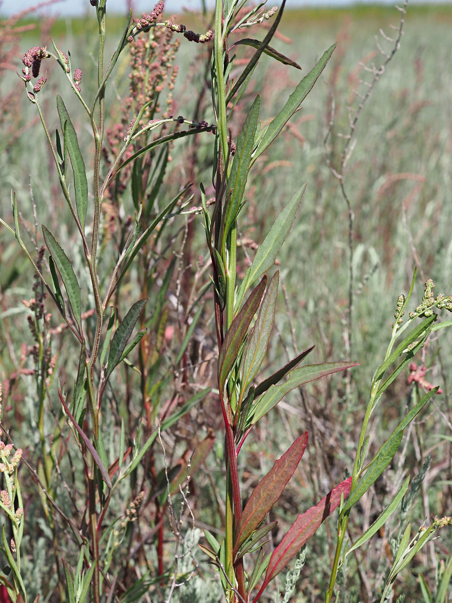 Image of Atriplex patens specimen.