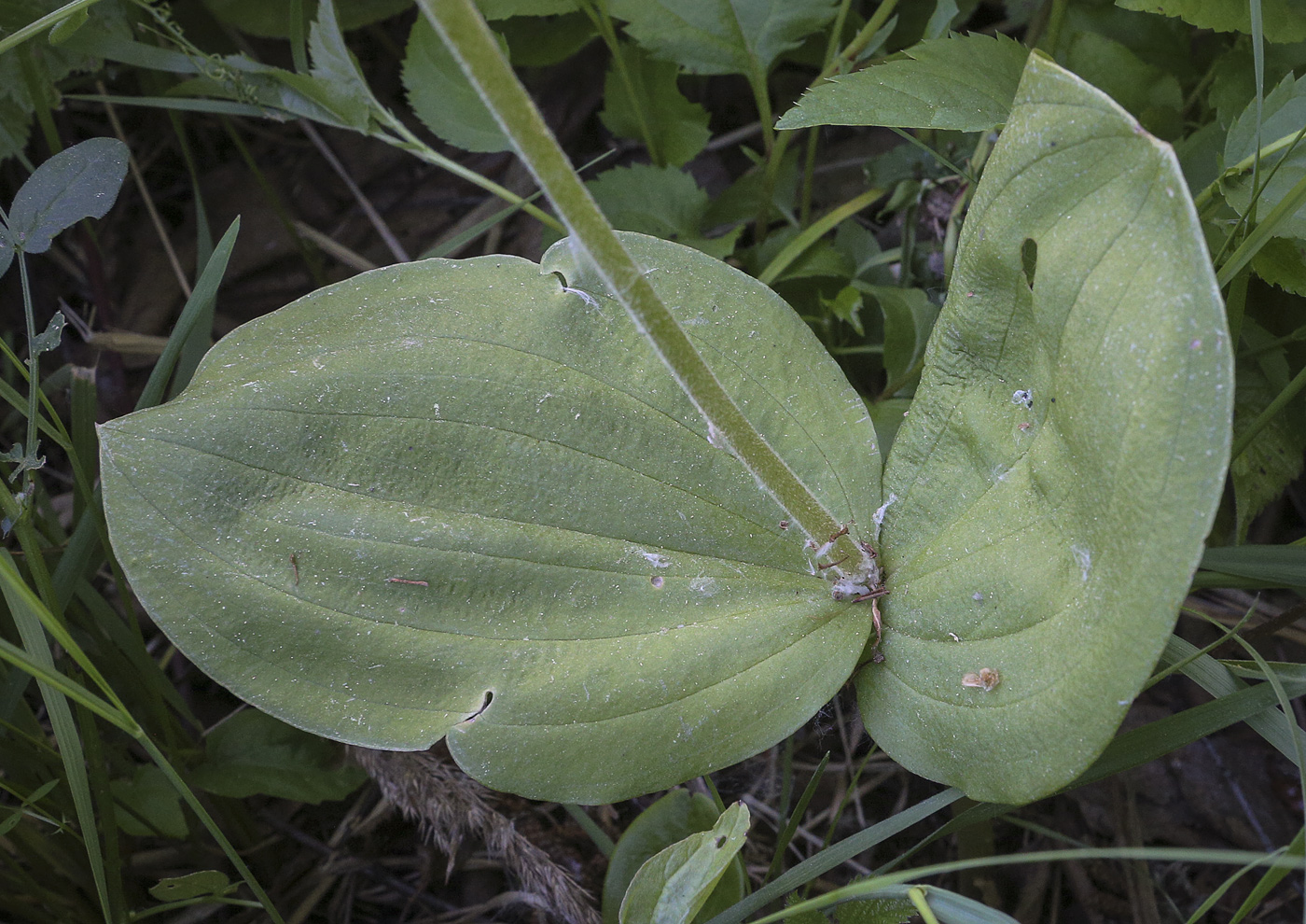 Изображение особи Listera ovata.