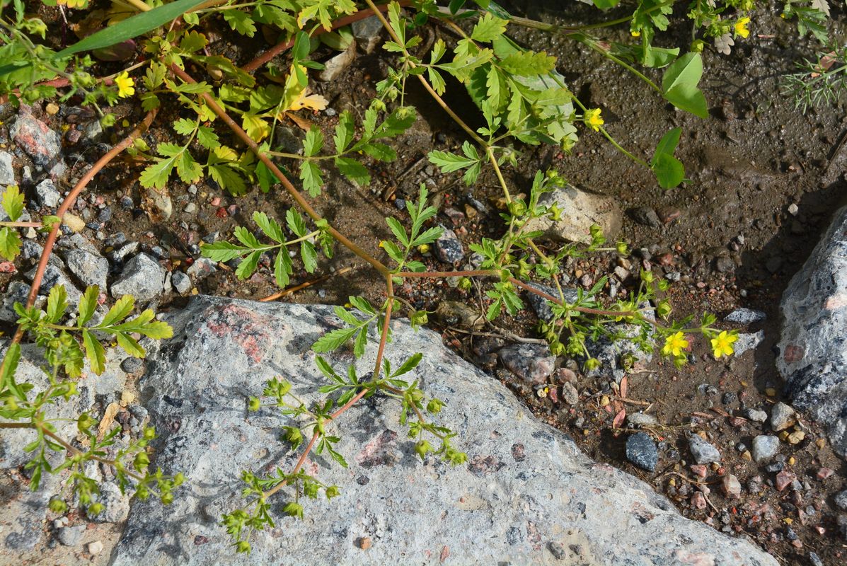 Image of Potentilla supina specimen.