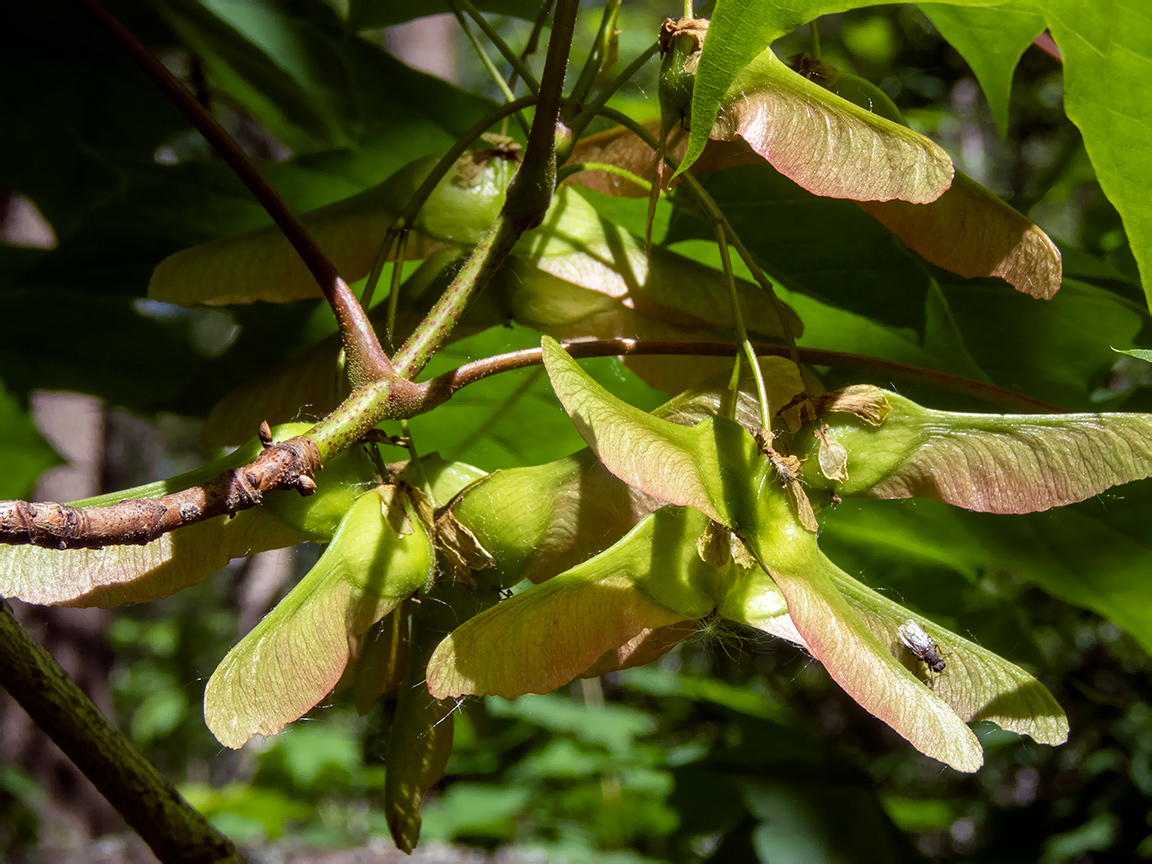 Image of Acer platanoides specimen.