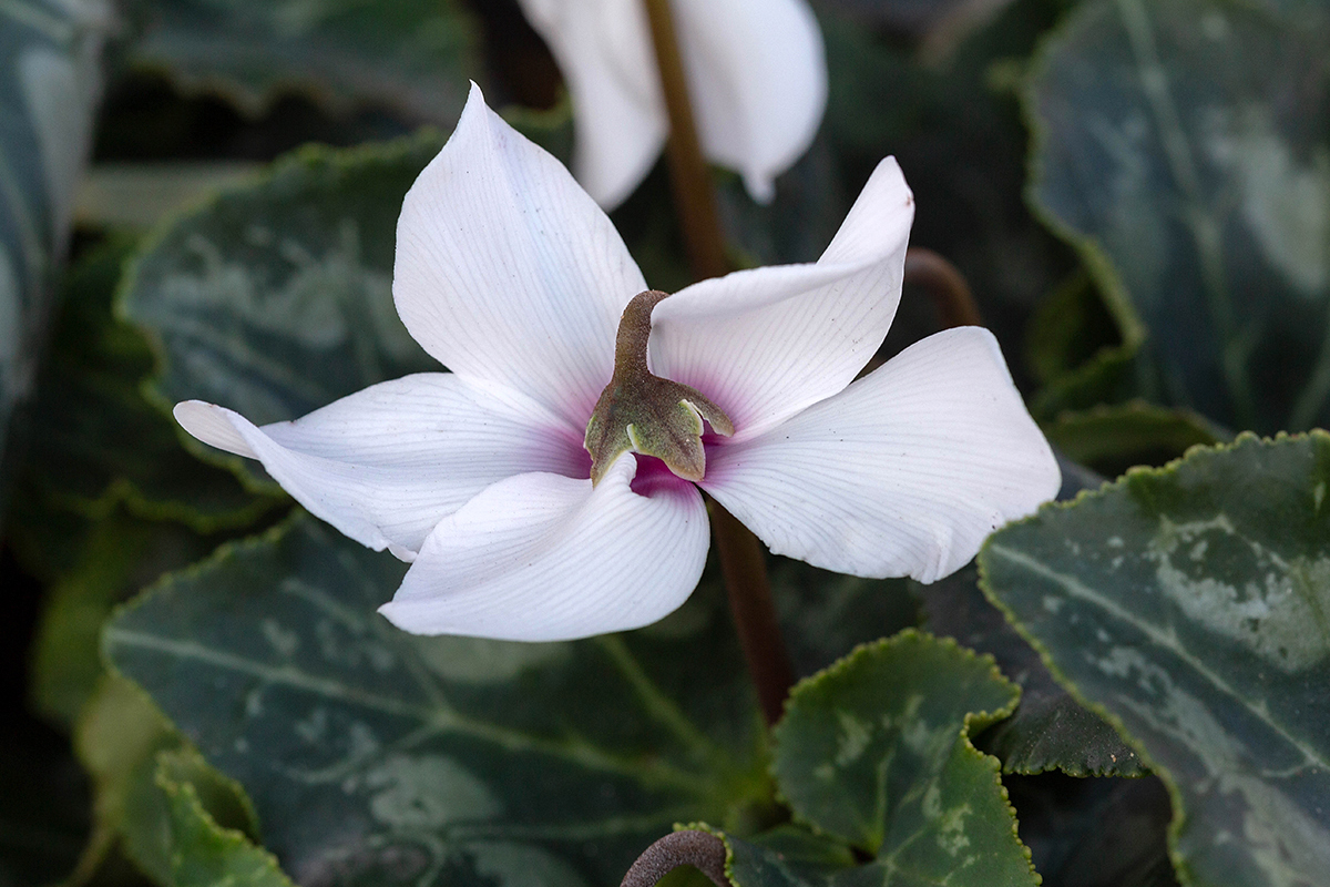 Image of Cyclamen persicum specimen.