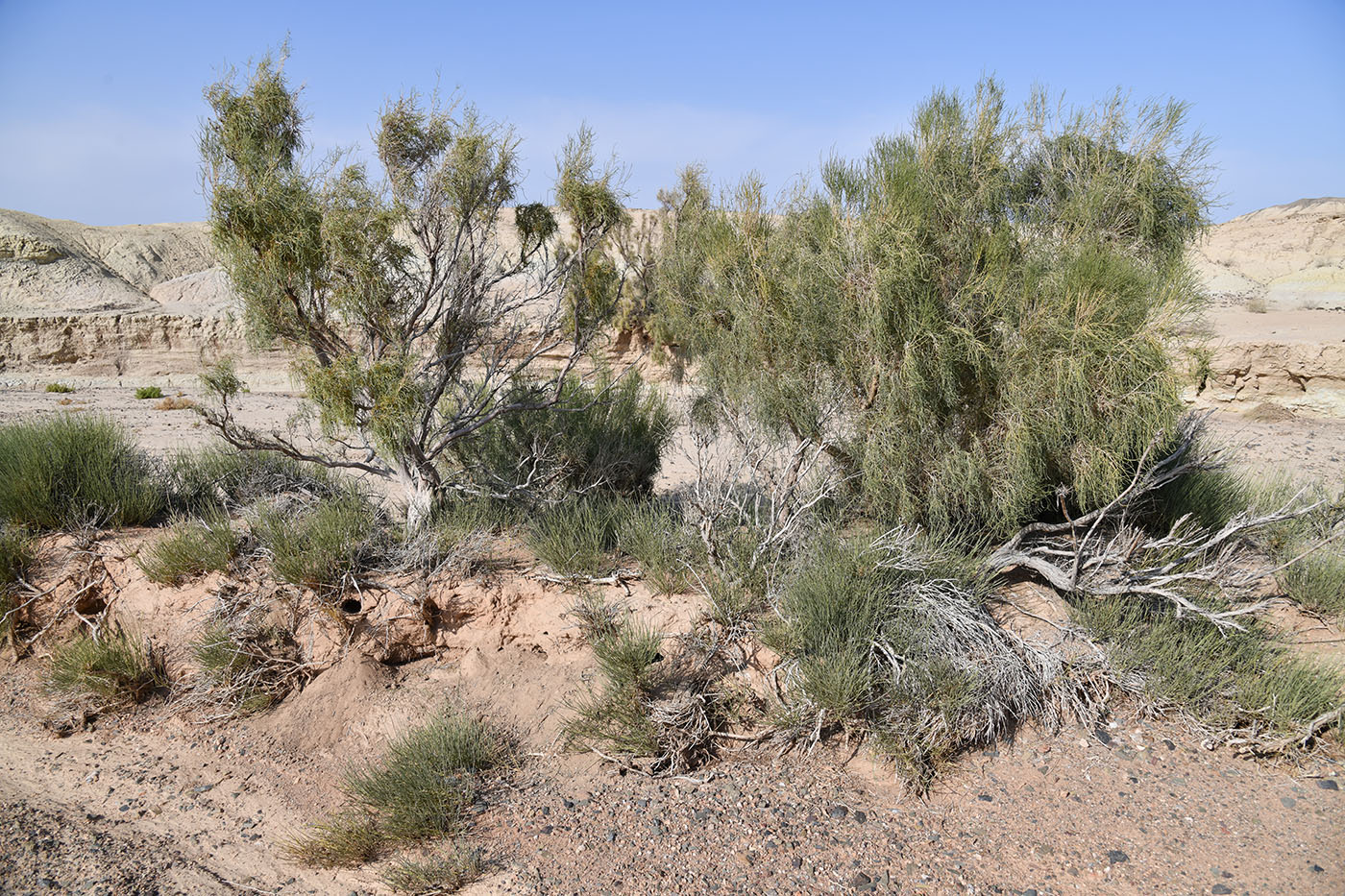 Image of Haloxylon persicum specimen.