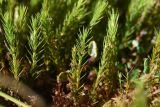 genus Polytrichum