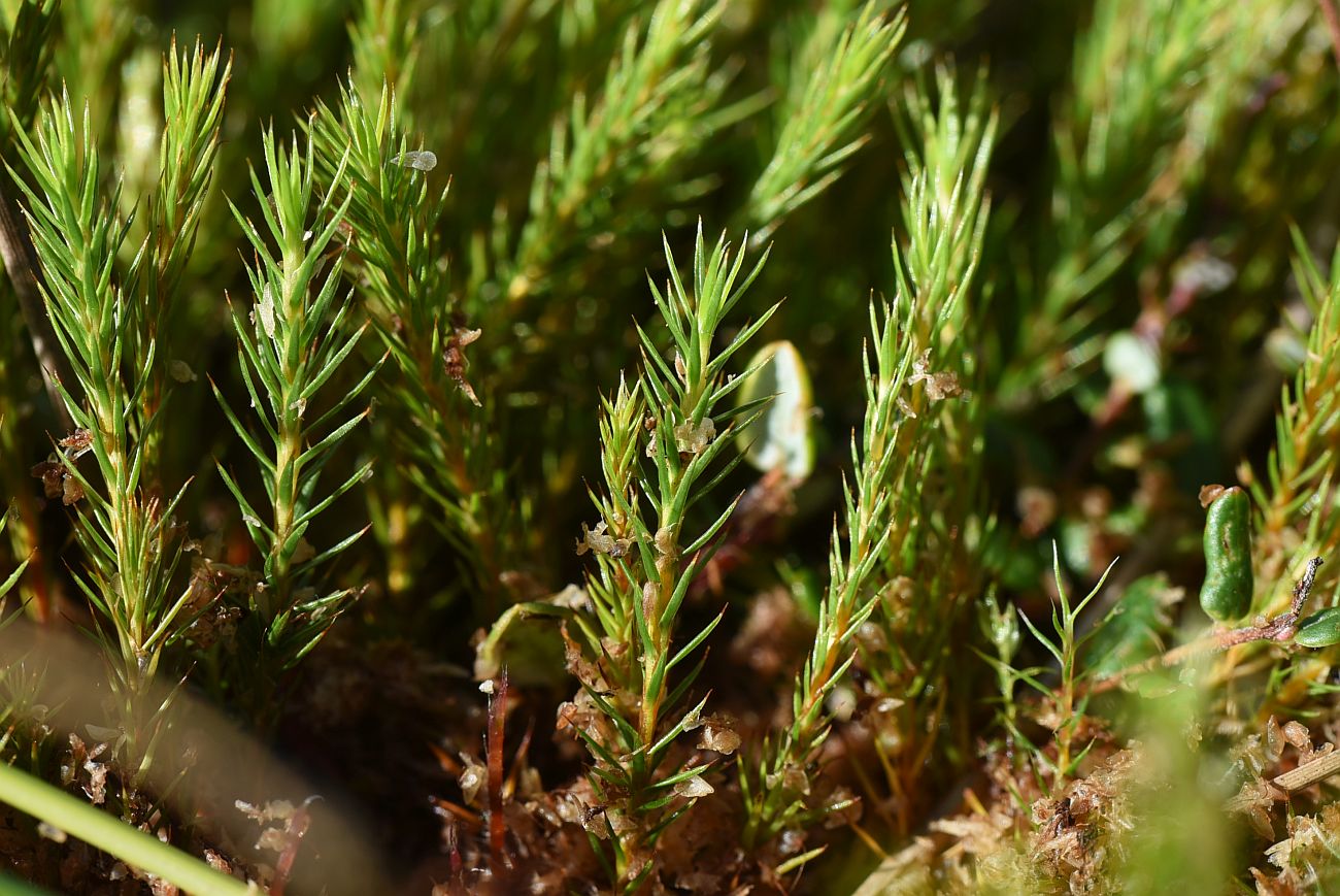 Изображение особи род Polytrichum.