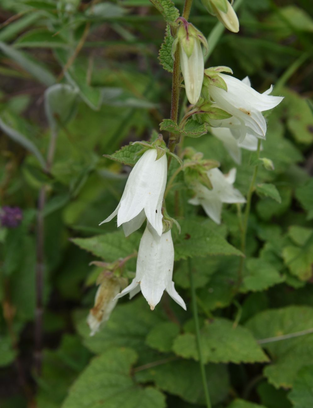 Image of Campanula alliariifolia specimen.