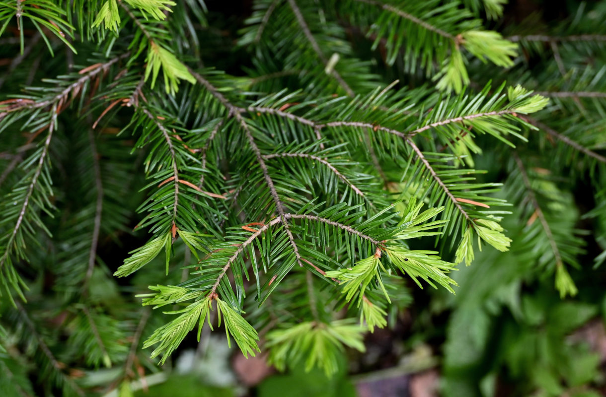 Image of Abies sibirica specimen.