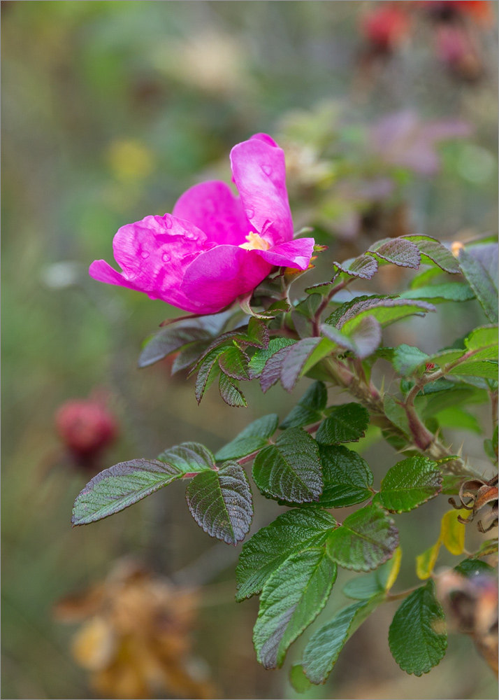 Image of Rosa rugosa specimen.