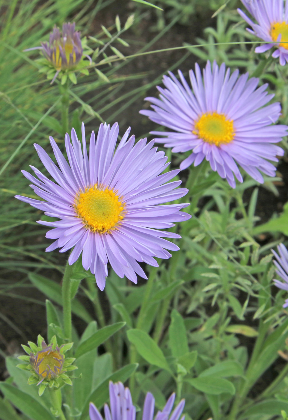 Изображение особи Aster alpinus.