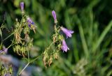 Campanula sibirica. Общее соцветие с цветками и завязавшимися плодами. Сербия, национальный парк \"Тара\", плоскогорье Равна Тара, каменистый участок лугового склона. 08.07.2019.