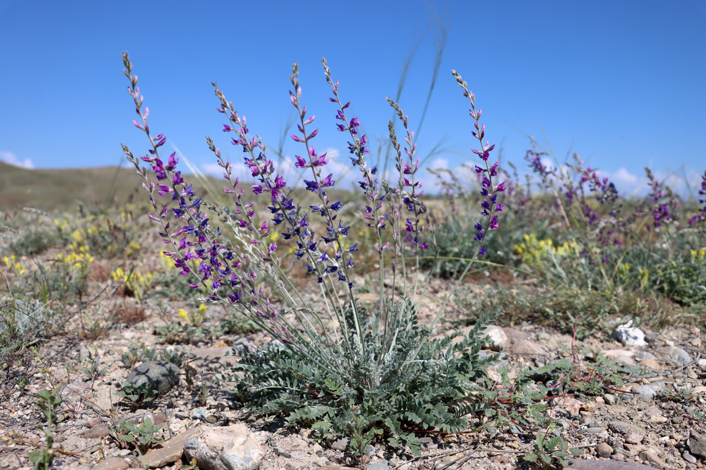 Image of Oxytropis rosea specimen.