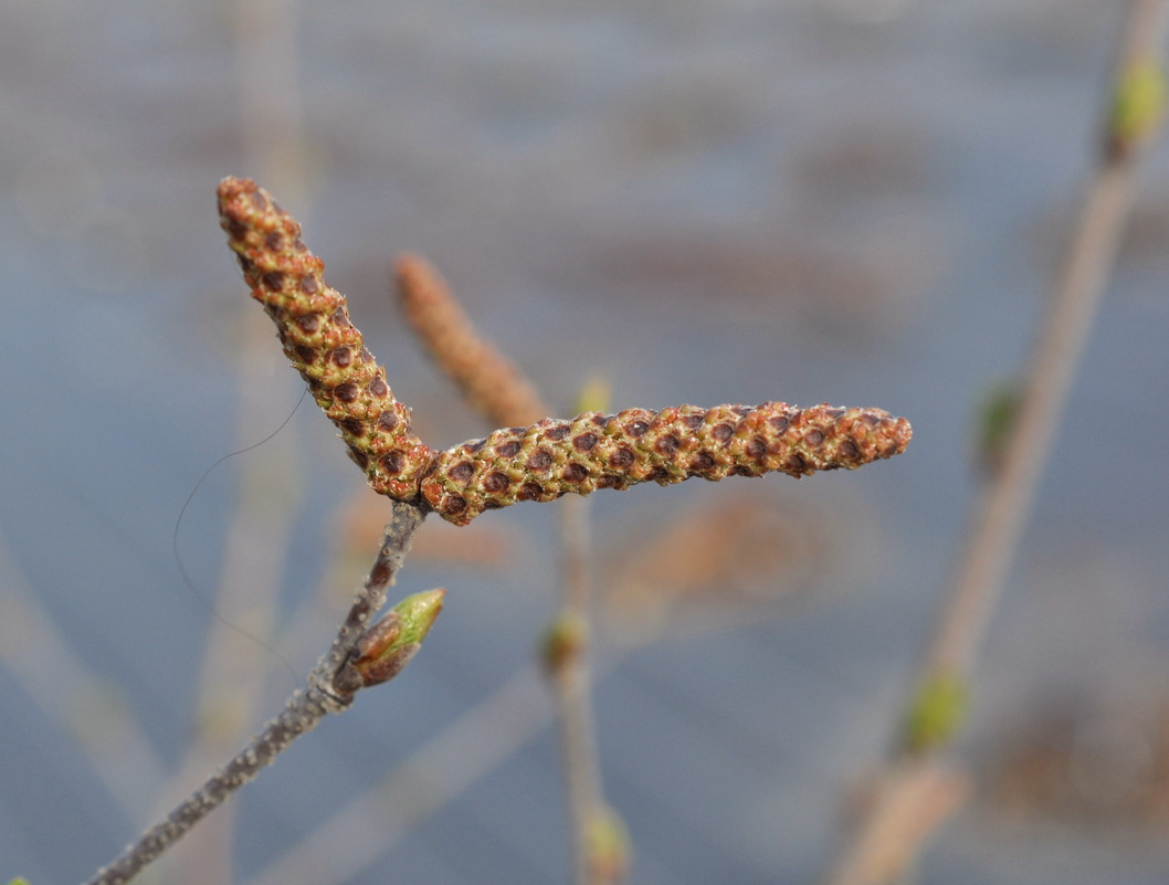 Image of Betula &times; zabelii specimen.