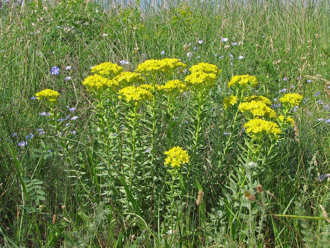 Image of Haplophyllum suaveolens specimen.