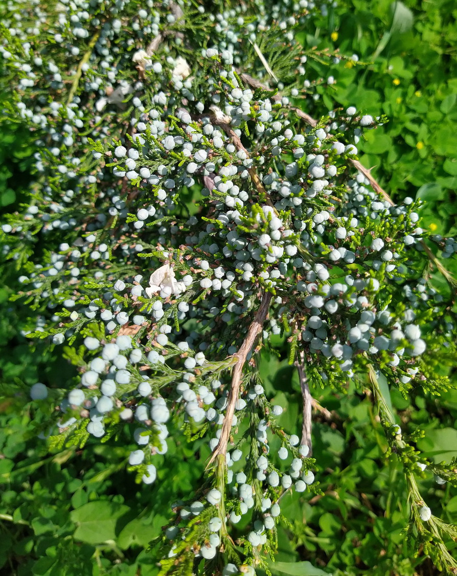 Image of Juniperus virginiana specimen.