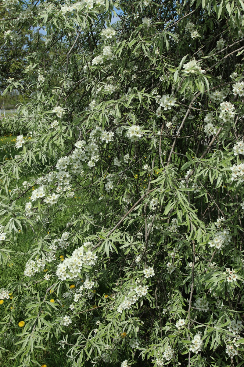 Изображение особи Pyrus salicifolia.