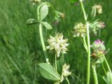 Trifolium resupinatum