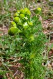 Matricaria discoidea