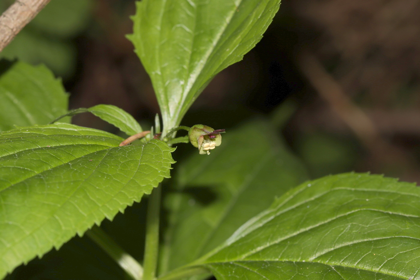 Изображение особи Scrophularia nodosa.