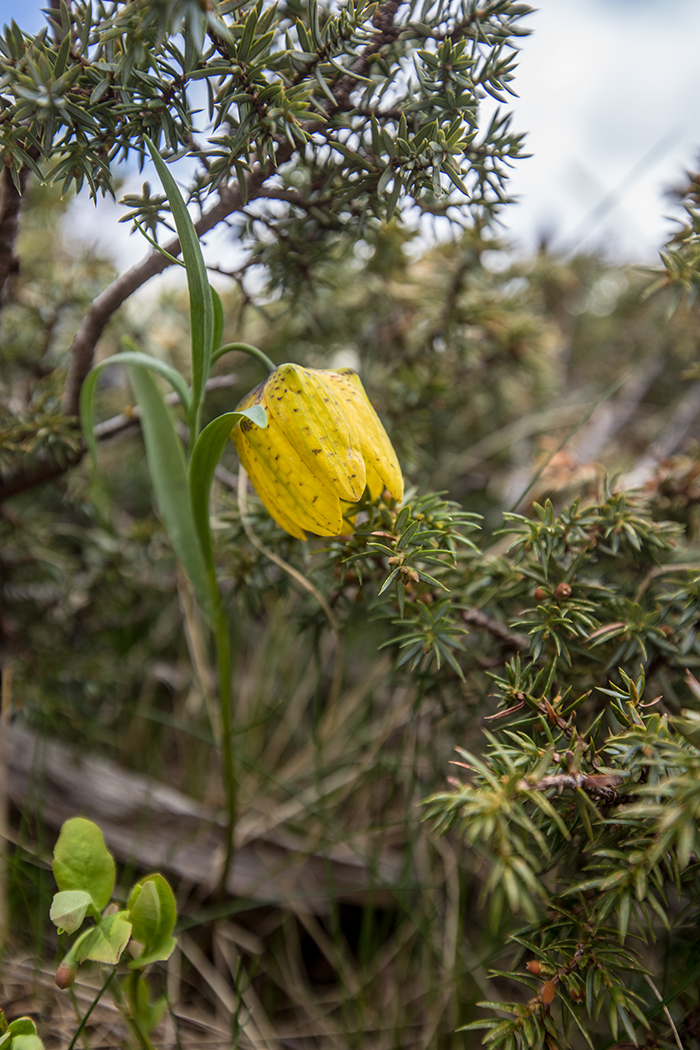 Image of Fritillaria ophioglossifolia specimen.