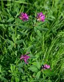 Trifolium lupinaster