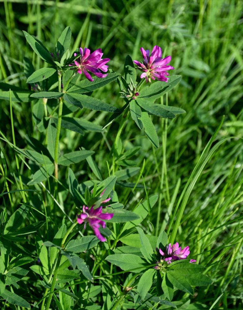 Image of Trifolium lupinaster specimen.