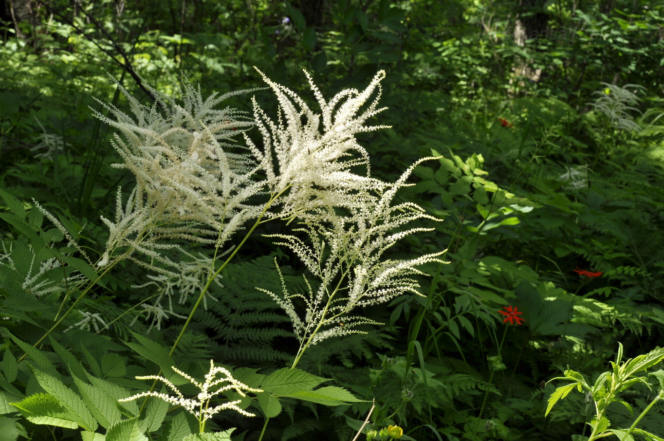 Image of Aruncus dioicus specimen.