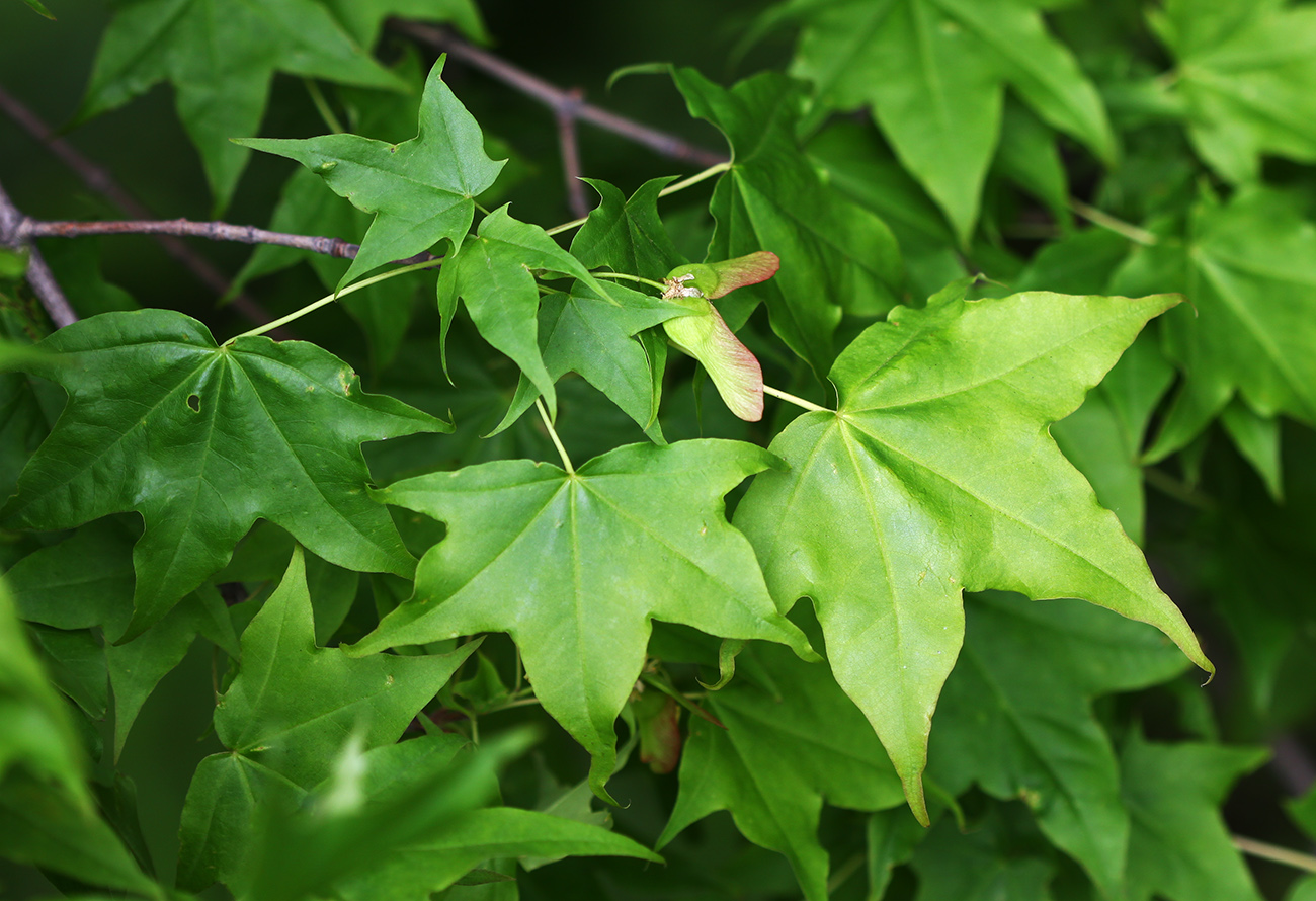 Image of Acer mono specimen.