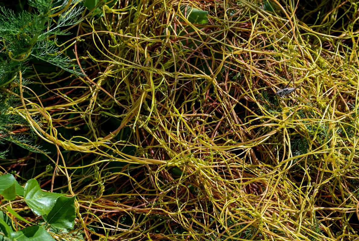Image of genus Cuscuta specimen.
