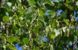 Betula platyphylla. Часть ветви с соплодиями. Курильские о-ва, о-в Кунашир, кальдера вулкана Головнина, берег оз. Горячее, каменистый берег. 20.08.2022.