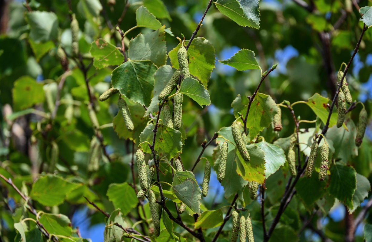 Изображение особи Betula platyphylla.