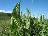 Ligularia thyrsoidea