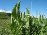 Ligularia thyrsoidea. Вегетирующие растения. Восточный Казахстан, Южный Алтай, сев. подножья хр. Сарымсакты, Бухтарминская впадина, ур. Кара-Джир, разнотравье на берегу термального ручья. 26 июня 2023 г.