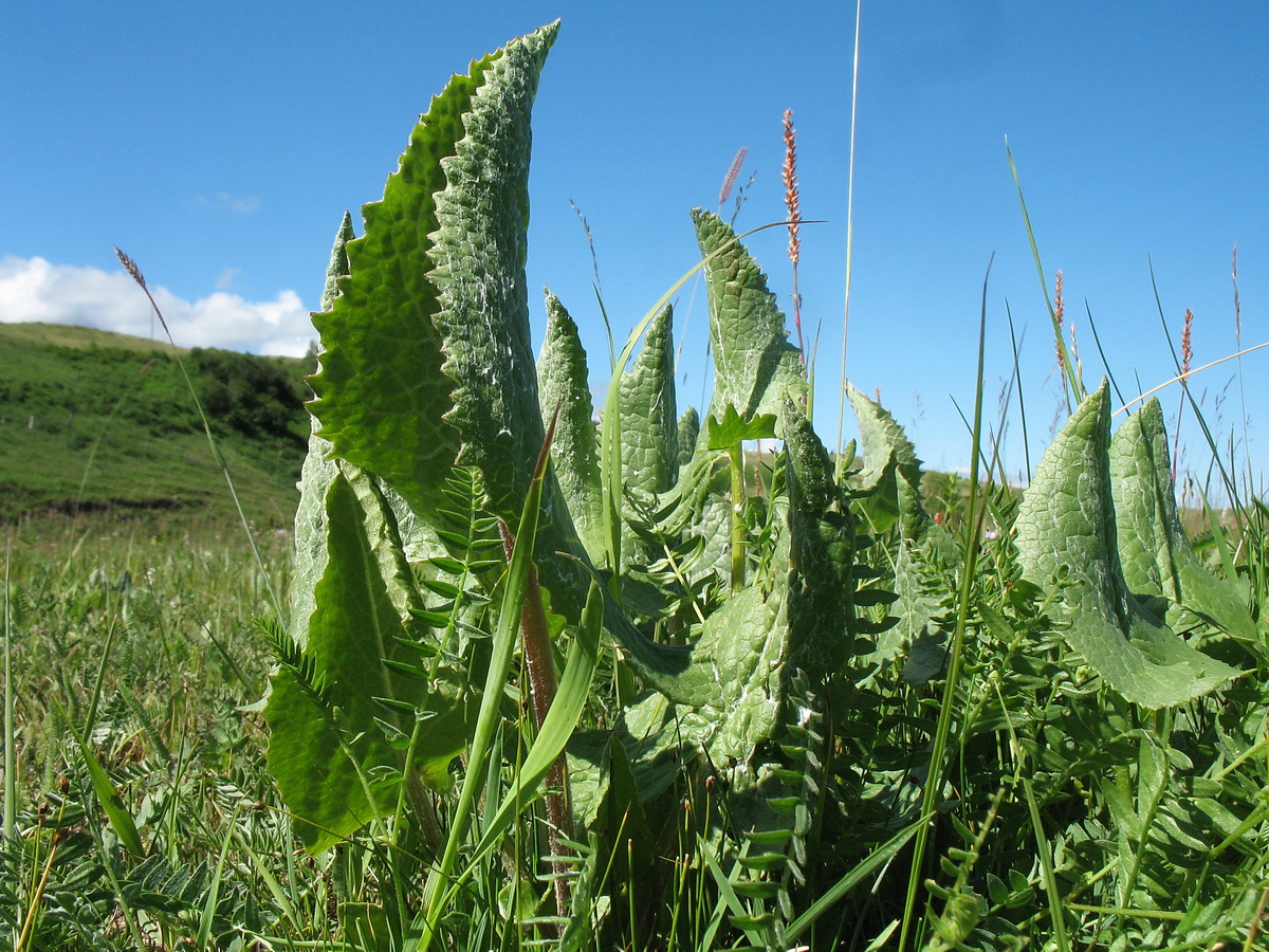 Image of Ligularia thyrsoidea specimen.