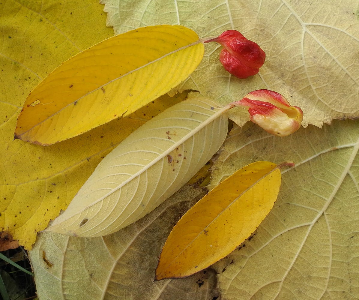 Изображение особи Salix gracilistyla.