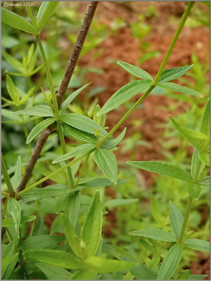 Image of Galium boreale specimen.