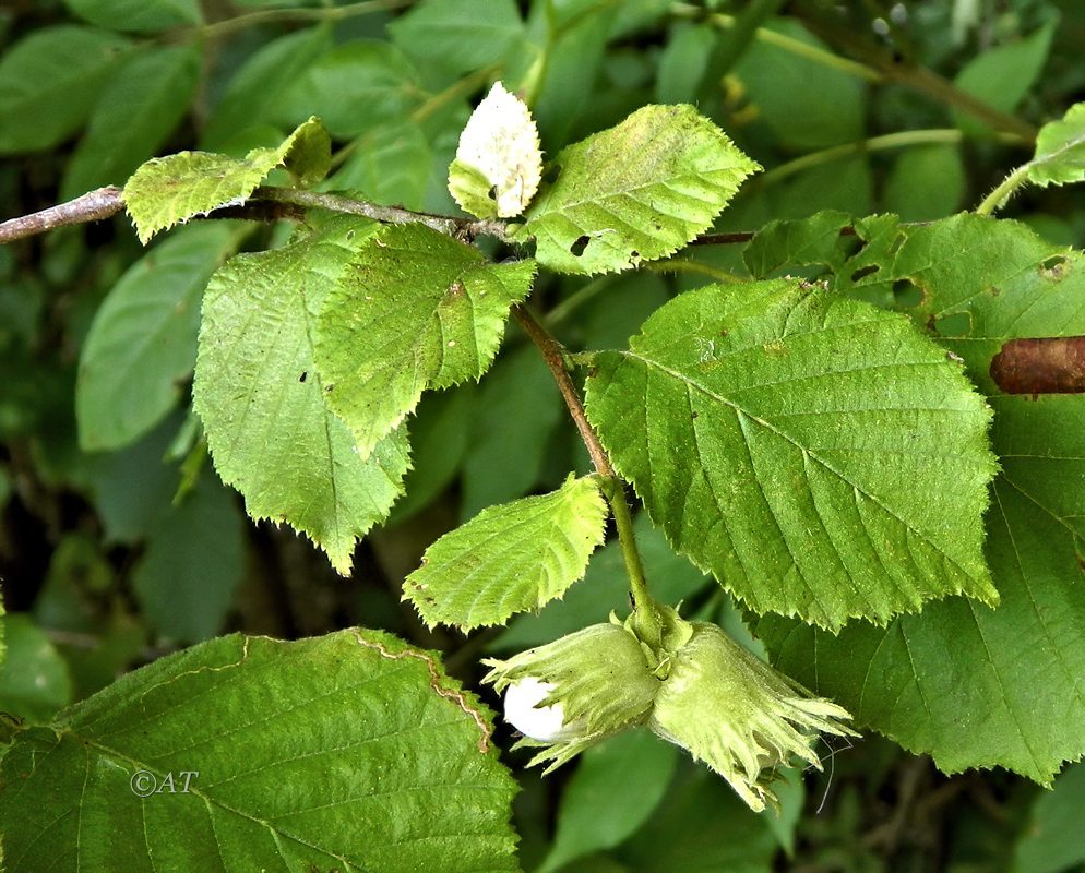 Image of Corylus avellana specimen.