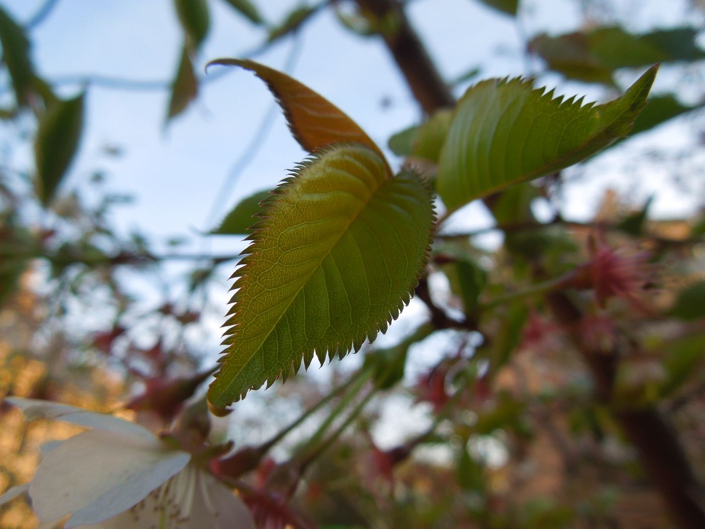 Image of Prunus serrulata specimen.