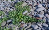 Mertensia maritima