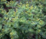 Euphorbia korshinskyi. Верхушки побегов с завязями. Пермский край, Кунгурский р-н, правый берег р. Сылва, окр. ур. Камень Ермак, крутой склон в основании скального выступа. 11.06.2023.