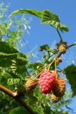 Rubus idaeus