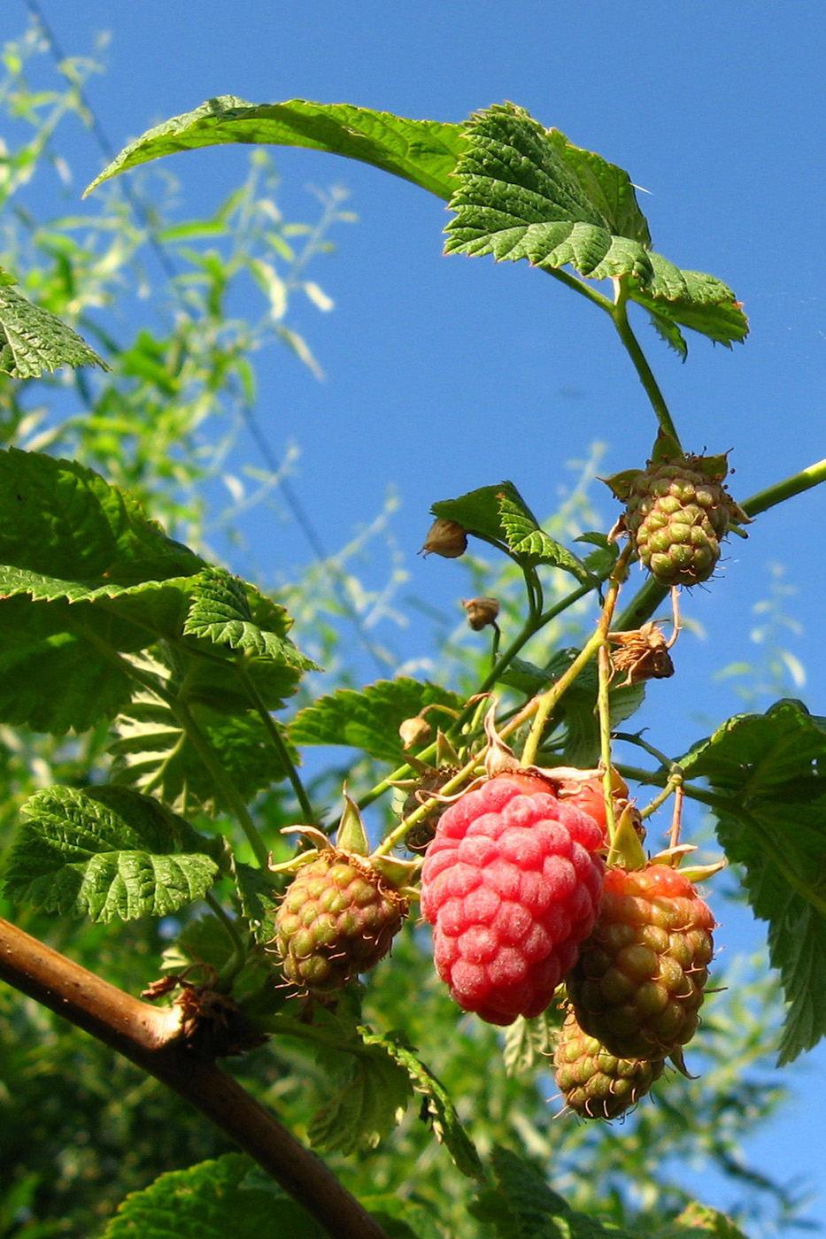 Изображение особи Rubus idaeus.