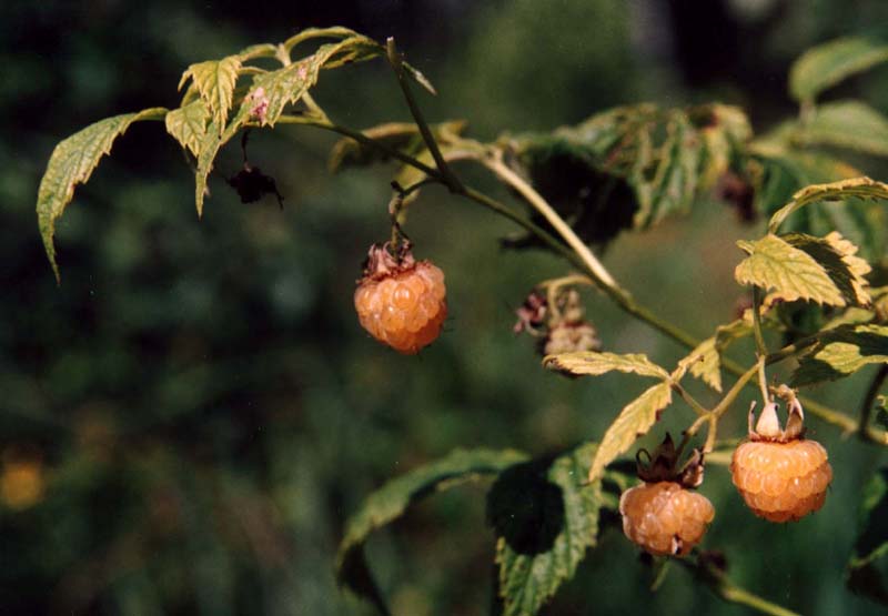 Изображение особи Rubus idaeus.