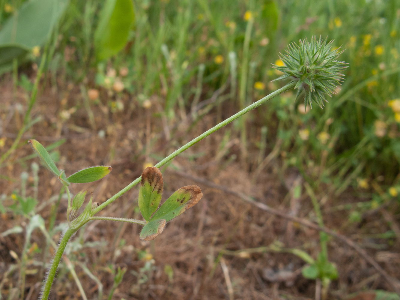 Image of Trifolium leucanthum specimen.