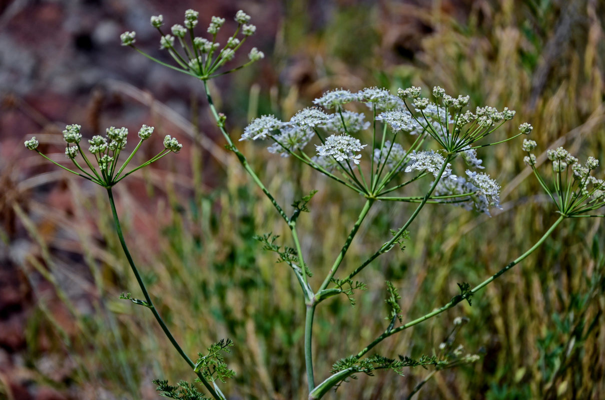 Изображение особи Astrodaucus orientalis.