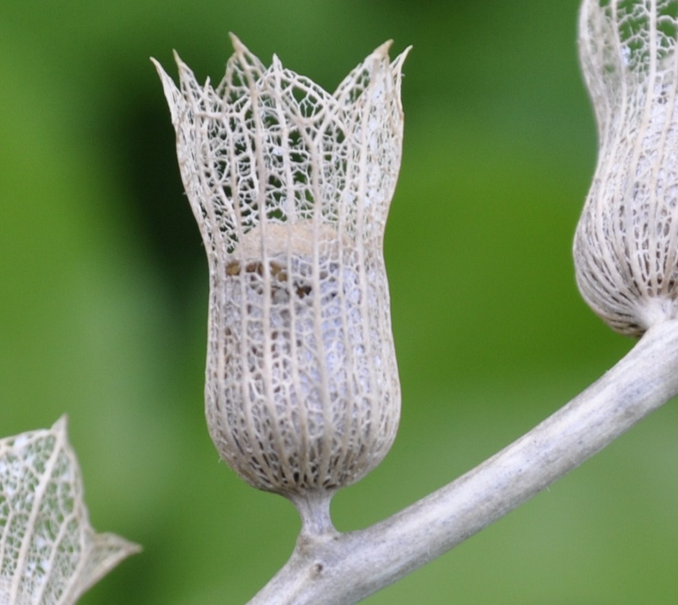 Изображение особи Hyoscyamus albus.