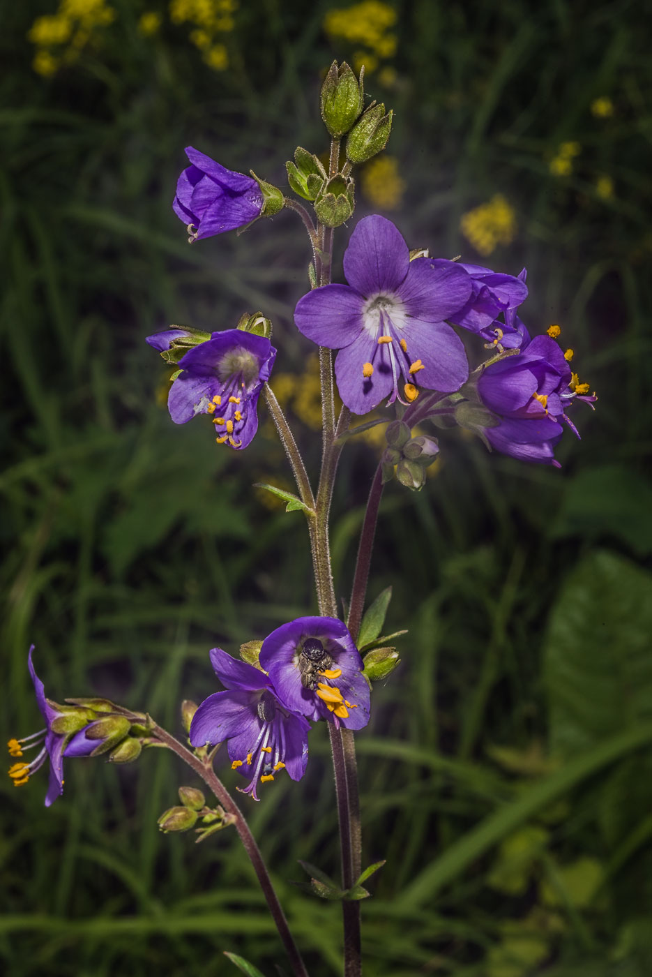 Изображение особи Polemonium caeruleum.