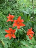 Lilium pensylvanicum