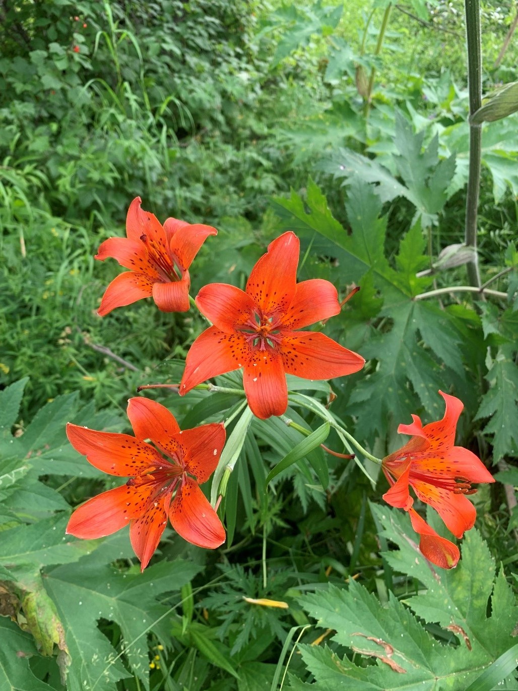 Image of Lilium pensylvanicum specimen.