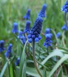 genus Muscari